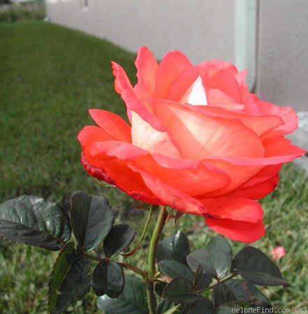 'Voodoo (hybrid tea, Christensen, 1988)' rose photo