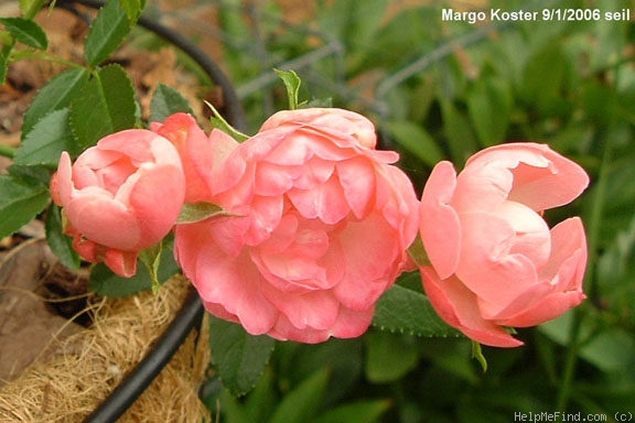 'Margo Koster' rose photo