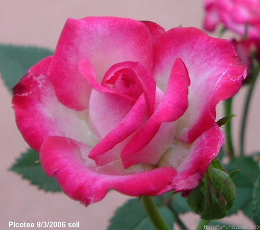 'Picotee ™ (miniature, Benardella 1998)' rose photo