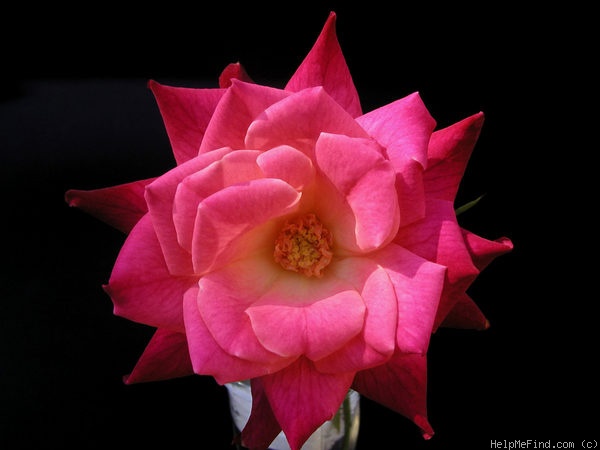 'Mariam Ismailjee' rose photo
