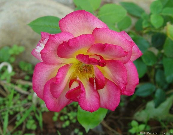 'Caprice (hybrid tea, Meilland, 1946)' rose photo