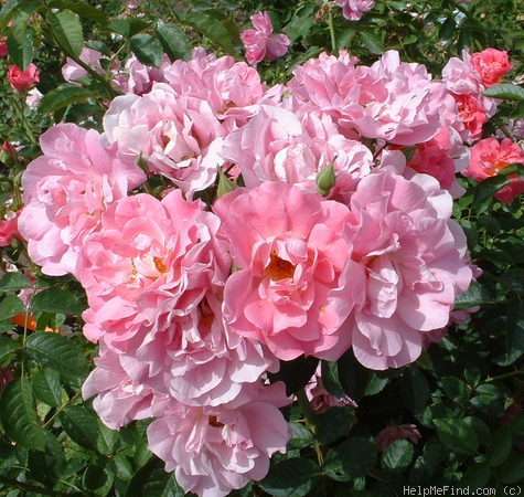 'Rosy Vision' rose photo