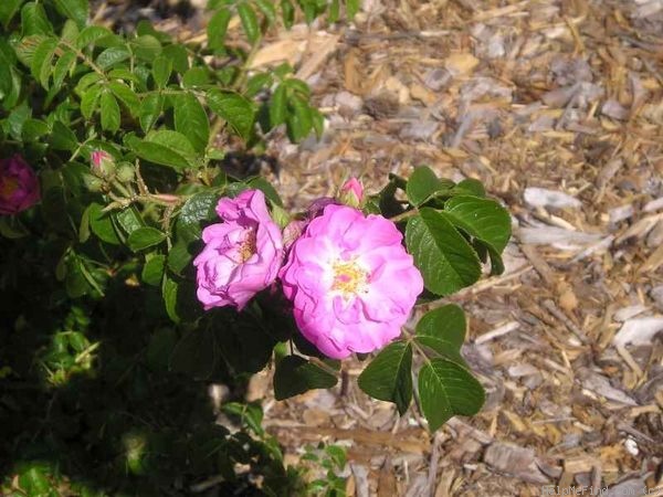 'The French Strumpet' rose photo