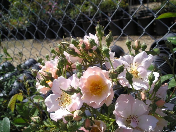 'Lupe's Buttons' rose photo