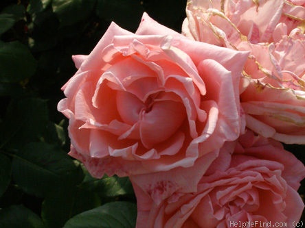 'Davidoff ®' rose photo