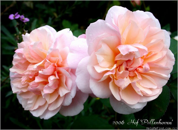 'Pink Gruss an Aachen (floribunda, Kluis, 1929)' rose photo