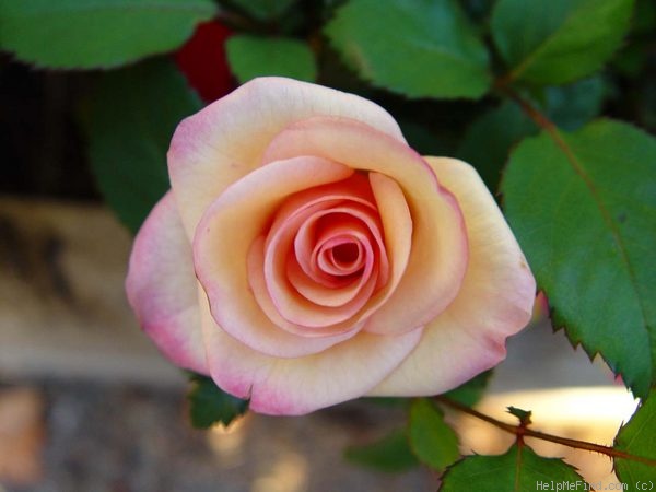 'Alto Palace' rose photo