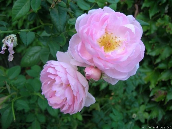 'Scepter'd Isle ®' rose photo