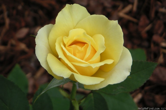 'Solstice ®' rose photo