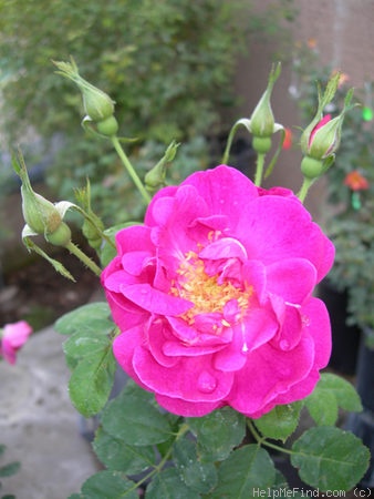 'Joyberry' rose photo