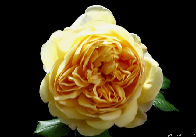 'Golden Celebration ™' rose photo