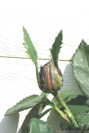 'Waldfee' rose photo