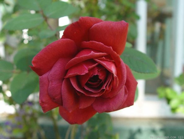'Smoky' rose photo