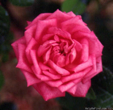 'Elisa Rovella' rose photo