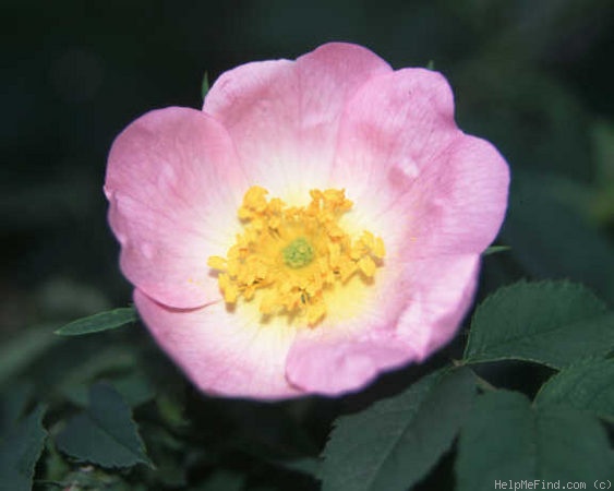 'Pfänder's Canina' rose photo