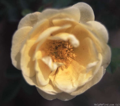 '<i>Rosa hugonis flore plena</i>' rose photo