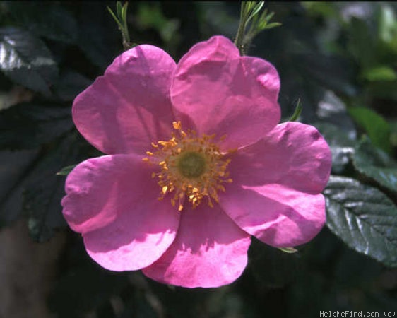 '<i>Rosa</i> x <i>kochiana</i> Koehne' rose photo