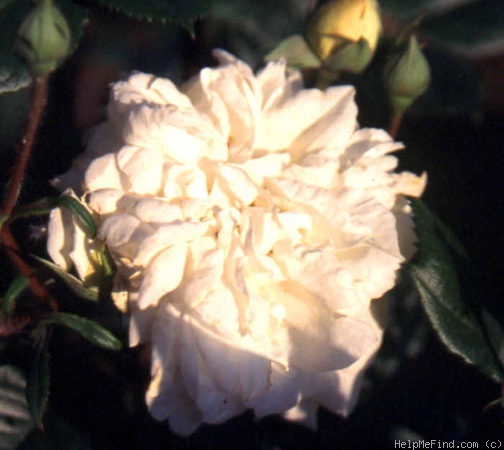 'St. Dunstan's Rose' rose photo