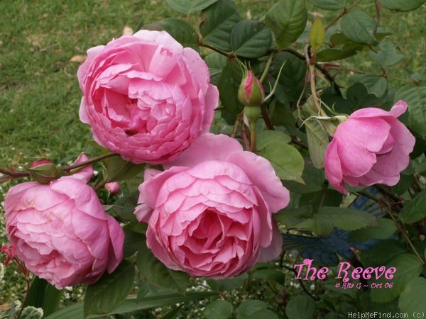 'The Reeve ®' rose photo