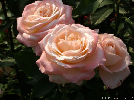 'Fond Memories (floribunda, McGredy 1989)' rose photo