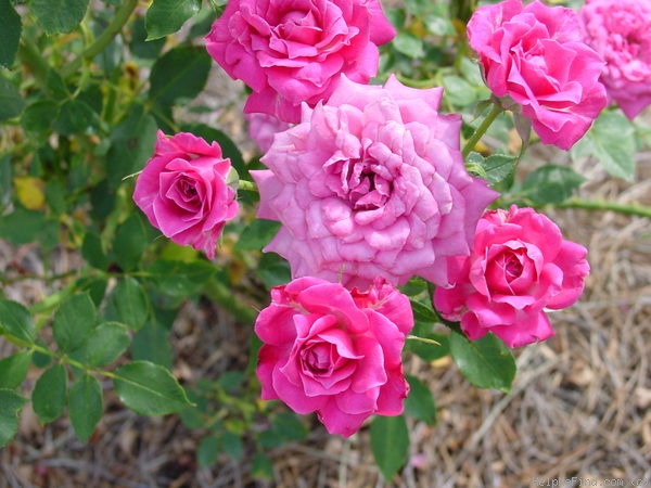 'Mary Maud' rose photo