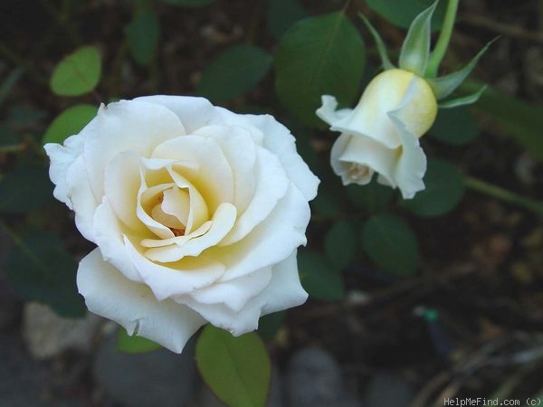 'Delicate Beauty' rose photo