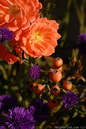 'Sunseeker (floribunda, Dickson before 1989)' rose photo