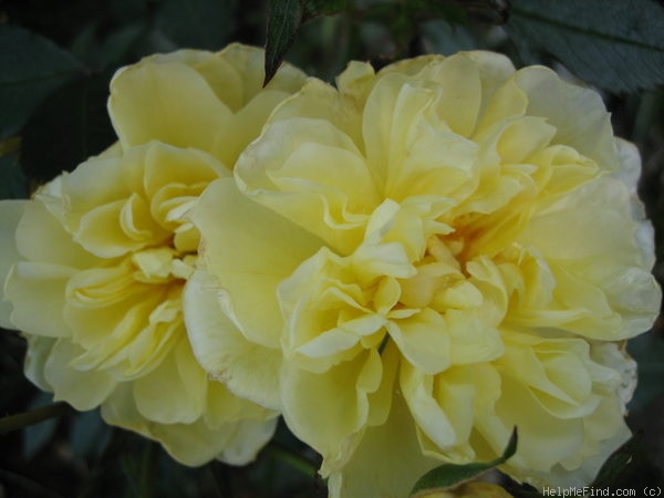 'Golden Cover' rose photo