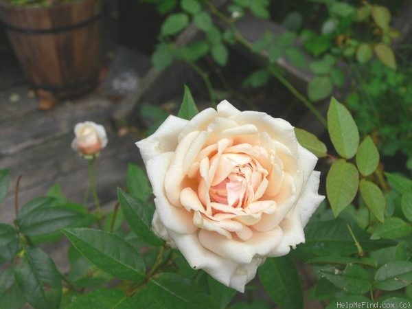 'Lady Roberts' rose photo