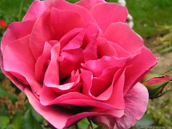 'Duet (hybrid tea, Swim, 1960)' rose photo