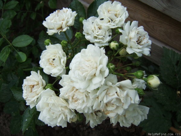 'Pemberton's White Rambler' rose photo
