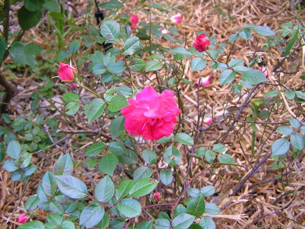 'Kathy' rose photo