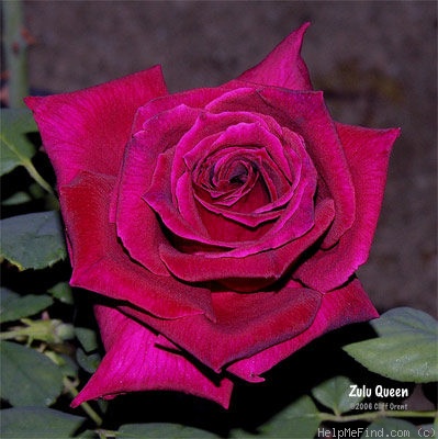 'Zulu Queen' rose photo