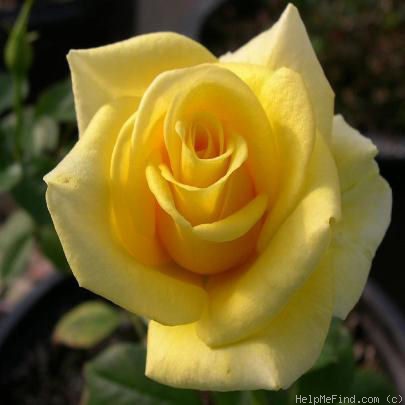 'Top Contender' rose photo