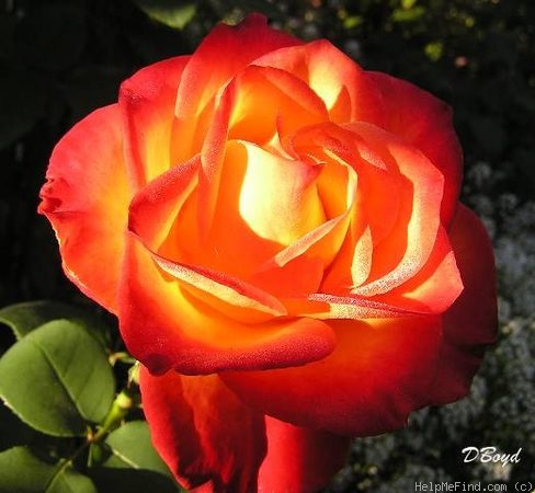 'Perfect Moment ™' rose photo