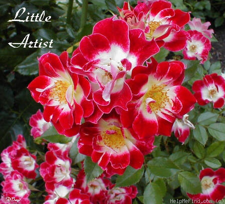 'Little Artist' rose photo