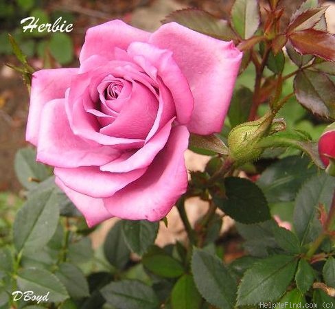 'Herbie' rose photo