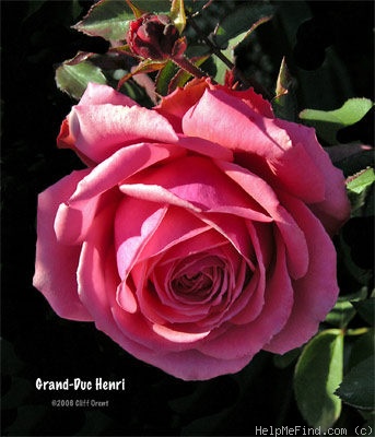 'Grand Duc Henri (Floribunda, Lens, 2001)' rose photo