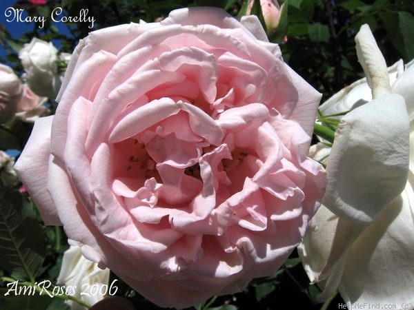 'Marie Corelli' rose photo