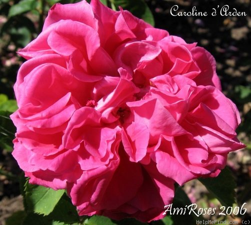 'Caroline d'Arden' rose photo