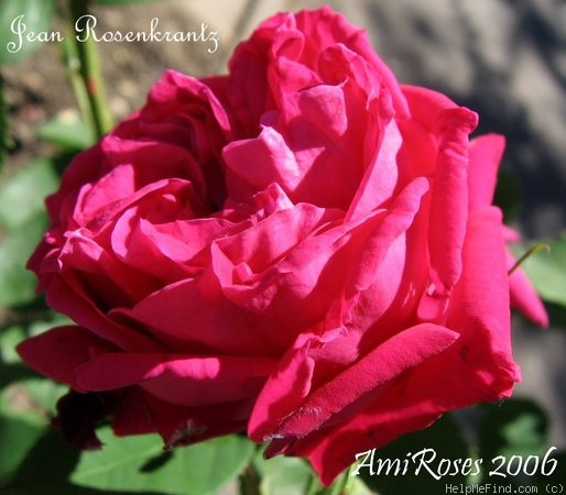'Jean Rosenkrantz' rose photo