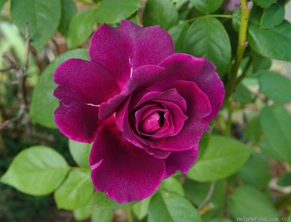 'Intrigue (floribunda, Warriner 1982)' rose photo