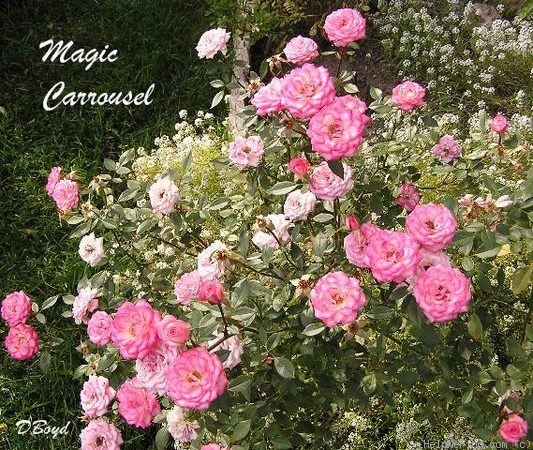 'Magic Carrousel' rose photo