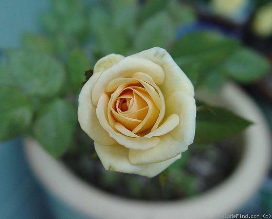 'White Chocolate' rose photo
