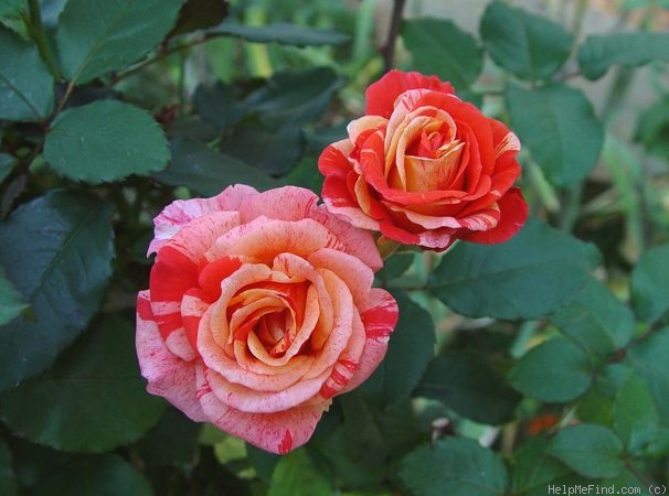 'Michelangelo (floribunda, McGredy, 1988)' rose photo