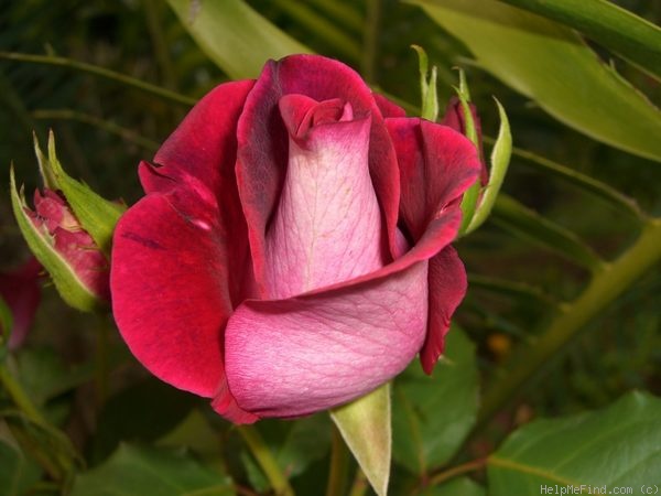 'Blue Bell (hybrid tea, Meilland, 1997)' rose photo