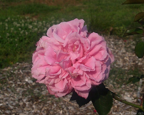 'Hofgärtner Kalb' rose photo