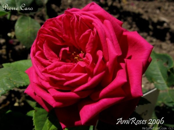 'Pierre Caro' rose photo
