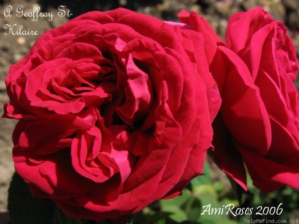 'A. Geoffroy de St. Hilaire' rose photo