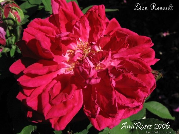 'Léon Renault' rose photo